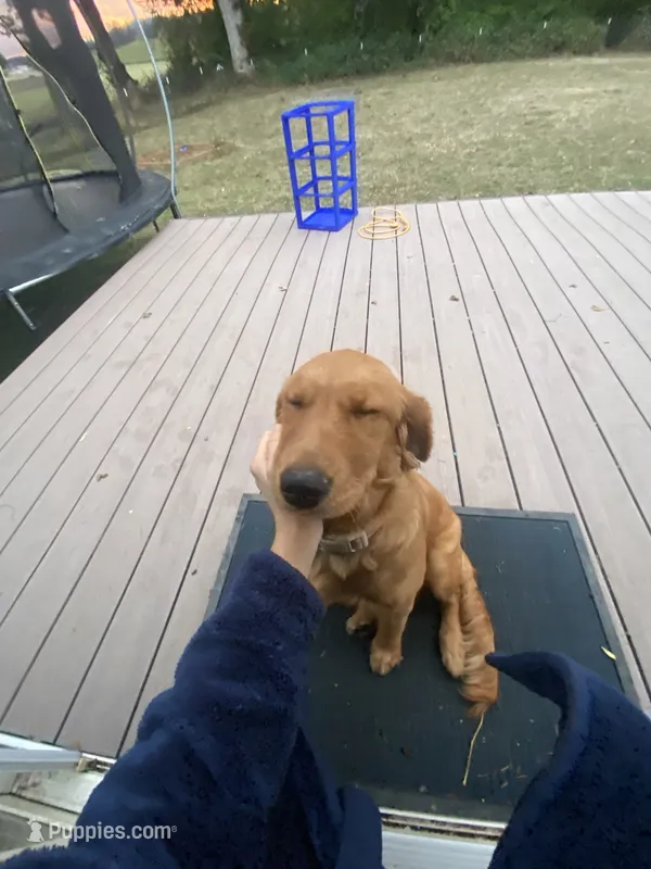 Bella – Golden Retriever puppy for sale in Dayton, OR