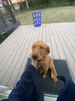 Bella, a female Golden Retriever for sale in Dayton, OR – 4 of 6