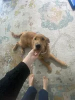 Bella, a female Golden Retriever for sale in Dayton, OR – 3 of 6