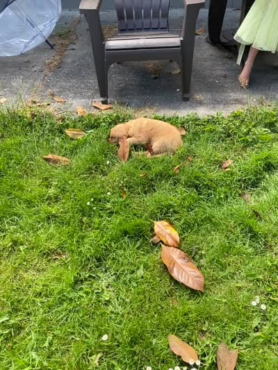 Bella, a female Golden Retriever for sale in Dayton, OR – 6 of 6
