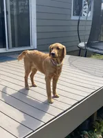 Bella, a female Golden Retriever for sale in Dayton, OR – 2 of 6