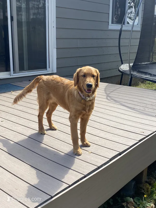 Bella – Golden Retriever puppy for sale in Dayton, OR