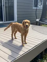 Bella, a female Golden Retriever for sale in Dayton, OR – 1 of 6