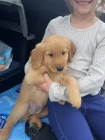 Bella, a female Golden Retriever for sale in Dayton, OR – 5 of 6