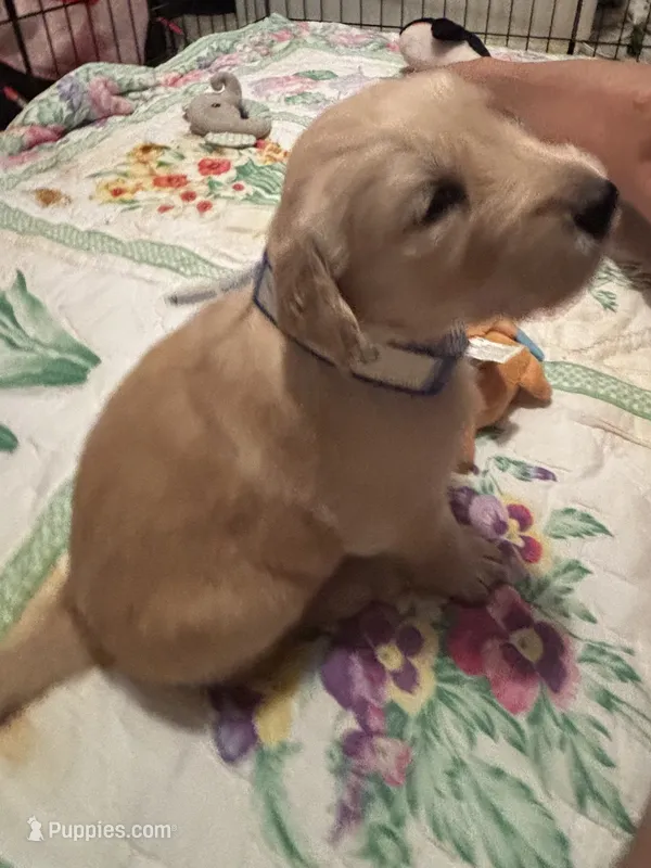 #6 Penny – Golden Retriever puppy for sale in Malabar, FL