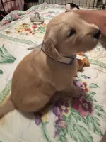 #6 Penny, a female Golden Retriever for sale in Malabar, FL – 1 of 4