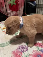 Ella, a female Golden Retriever for sale in Malabar, FL – 2 of 4