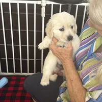 AKC Sunny #2, a female Golden Retriever for sale in Malabar, FL – Photo 1 of 6