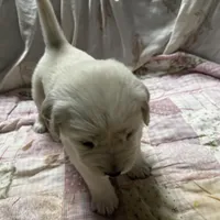 AKC Sunny #2, a female Golden Retriever for sale in Malabar, FL – Photo 4 of 6