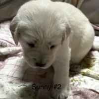 AKC Sunny #2, a female Golden Retriever for sale in Malabar, FL – Photo 3 of 6