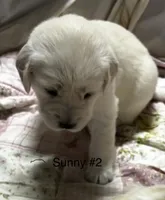 Sunny #2, a female Golden Retriever for sale in Malabar, FL – Photo 1 of 4