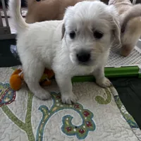 AKC Sunny #2, a female Golden Retriever for sale in Malabar, FL – Photo 5 of 6