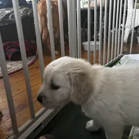 AKC Sunny #2, a female Golden Retriever for sale in Malabar, FL – Photo 6 of 6