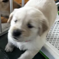 AKC Sunny #2, a female Golden Retriever for sale in Malabar, FL – Photo 2 of 6