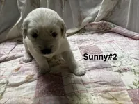 Sunny #2, a female Golden Retriever for sale in Malabar, FL – Photo 2 of 4