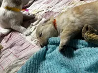 Pumpkin #5, a female Golden Retriever for sale in Malabar, FL – Photo 2 of 3