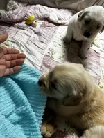 AKC Pumpkin #5, a female Golden Retriever for sale in Malabar, FL – Photo 1 of 4