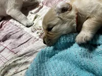 Pumpkin #5, a female Golden Retriever for sale in Malabar, FL – Photo 3 of 3