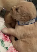 #1 AKC Billy, a male Golden Retriever for sale in Malabar, FL – 2 of 4