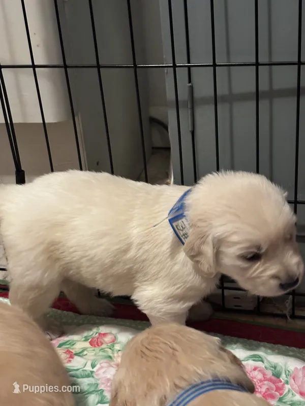 #3 Gus – Golden Retriever puppy for sale in Malabar, FL