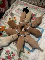 #1 AKC Billy, a male Golden Retriever for sale in Malabar, FL – 4 of 4