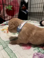 #7 Dolly, a female Golden Retriever for sale in Malabar, FL – 2 of 5
