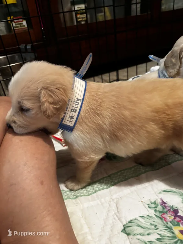 #1 AKC Billy – Golden Retriever puppy for sale in Malabar, FL