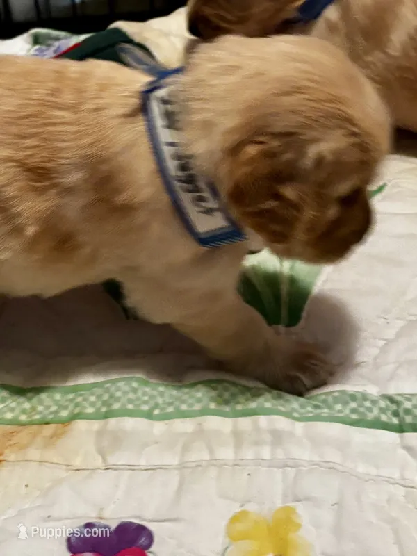 #2 AKC Nugget – Golden Retriever puppy for sale in Malabar, FL