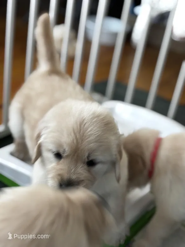 AKC Mabel #3, a female Golden Retriever for sale in Malabar, FL – Photo 1 of 5