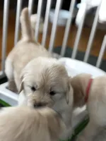 AKC Mabel #3, a female Golden Retriever for sale in Malabar, FL – Photo 1 of 5