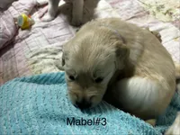 Mabel #3, a female Golden Retriever for sale in Malabar, FL – Photo 2 of 3