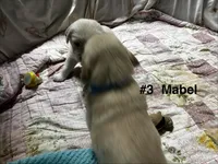 Mabel #3, a female Golden Retriever for sale in Malabar, FL – Photo 3 of 3