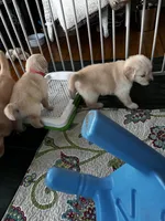 AKC Mabel #3, a female Golden Retriever for sale in Malabar, FL – Photo 5 of 5