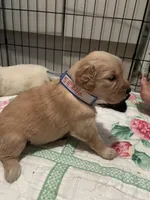 Ella, a female Golden Retriever for sale in Malabar, FL – 1 of 4