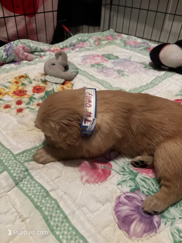 #7 Dolly – Golden Retriever puppy for sale in Malabar, FL