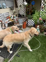 #7 Dolly, a female Golden Retriever for sale in Malabar, FL – 3 of 5