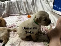 Daisy #4, a female Golden Retriever for sale in Malabar, FL – Photo 1 of 3