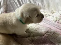 Daisy #4, a female Golden Retriever for sale in Malabar, FL – Photo 3 of 3