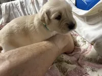 Daisy #4, a female Golden Retriever for sale in Malabar, FL – Photo 2 of 3