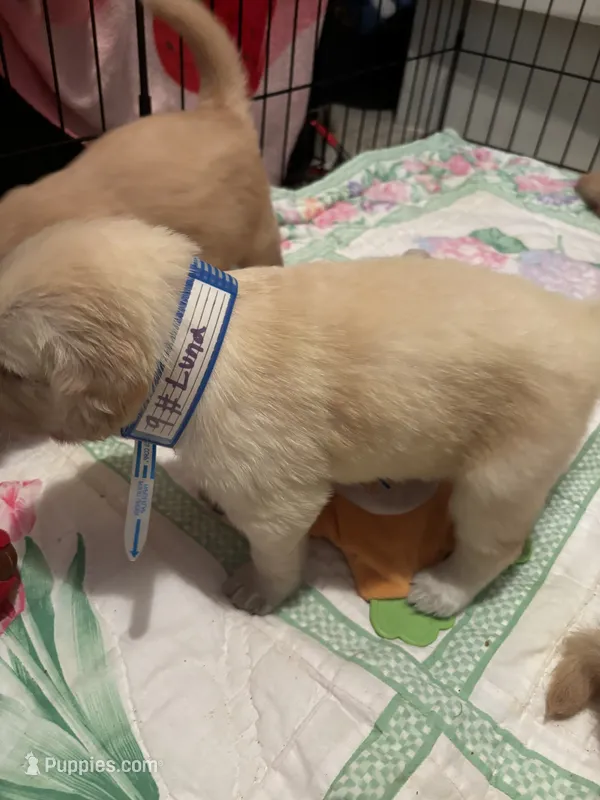 #9 Luna – Golden Retriever puppy for sale in Malabar, FL