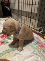 #7 Dolly, a female Golden Retriever for sale in Malabar, FL – 4 of 5