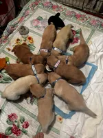#6 Penny, a female Golden Retriever for sale in Malabar, FL – 3 of 4
