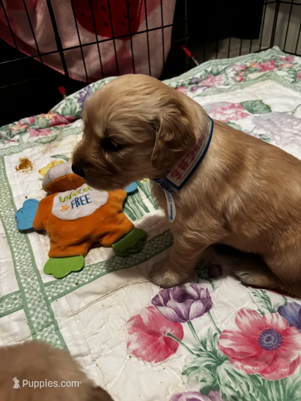 #8 Sandy – Golden Retriever puppy for sale in Malabar, FL