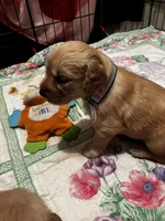#8 Sandy, a female Golden Retriever for sale in Malabar, FL – 1 of 4