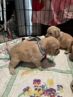 #2 AKC Nugget, a male Golden Retriever for sale in Malabar, FL – 3 of 3