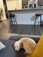 Chico, a male Poodle - Toy  for sale in Sunnyvale, CA – Photo 2 of 2