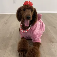 Hannah, a female Goldendoodle and Poodle - Miniature  for sale in Beaumont, CA – Photo 1 of 2