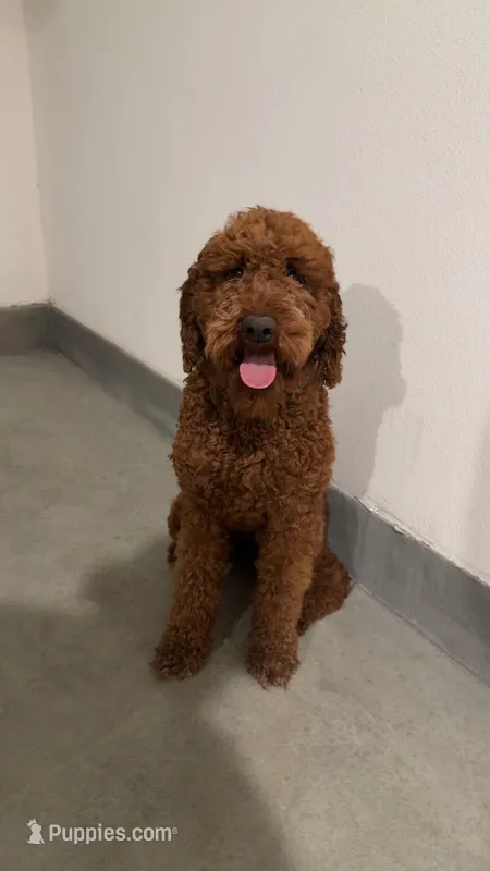 Hannah, a female Goldendoodle and Poodle - Miniature  for sale in Beaumont, CA – Photo 1 of 5