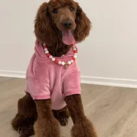 Hannah, a female Goldendoodle and Poodle - Miniature  for sale in Beaumont, CA – Photo 2 of 2