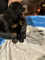 Male German Rottweiler, a male Rottweiler for sale in Hampton, GA – Photo 2 of 3